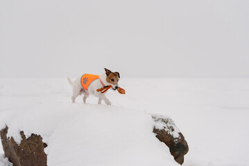 Concept of dog walking in winter with pet dog wearing bright reflective vest and holding leash in mouth - obrazy, fototapety, plakaty