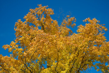 all colors yellow in a forest in the Adirondack Mountains