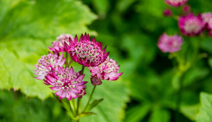 Fototapeta premium Beautiful flowers in the garden with green background
