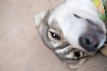 Siberian Husky dog sleeping on the ground during the day facing the camera focus on the dog's eyes