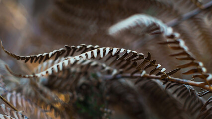 Macro de feuilles de fougère à l'aspect flétri
