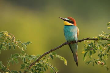 European bee-eater, merops apiaster, sitting on a rosehip branch with green blurred background and copy space. Colorful bird with turquoise, yellow and brown feathers resting on twig in summer.