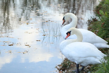 a picture of white swans on the lake