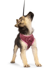 Adorable brown with black mixed Mudi and Germand Shepherd dog puppy, wearing harness on leash. Standing up facing front. Looking up to owner boss and away from camera. Isolated on a white background.