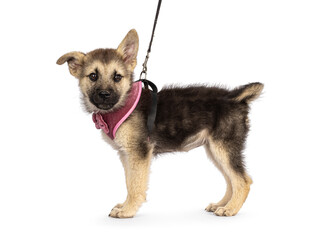 Adorable brown with black mixed Mudi and Germand Shepherd dog puppy, wearing harness. Standing side ways on a leash. Looking towards camera with one floppy ear. Isolated on a white background.