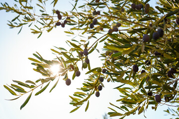 olive tree and black oil, sun light, daylight