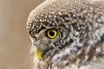 Eurasian pygmy owl (Glaucidium passerinum) closeup looking for food.