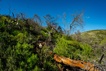 Zustand nach Waldbrand
