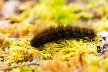 Macrothylacia rubi, the fox moth caterpillar crawling in the moss in fall.