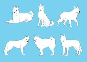 Collection of Siberian Husky in various poses, white and black purebred dog animal vector Illustration on a white background
