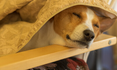 Mature  basnji dog  sweet sleeping  under  coverlet on homan chair - obrazy, fototapety, plakaty