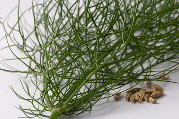 fennel seeds under the leaves of the plant