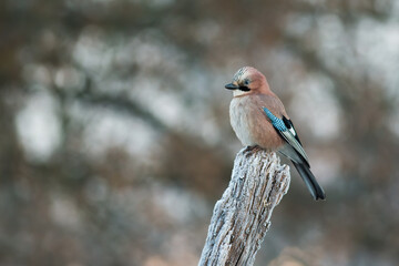 Eurasian jay, garrulus glandarius, sitting on white stump in winter nature. Wild feathered animal looking on tree in wintertime. Little bird resting on wood.
