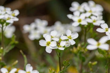 Arabis caucasica arabis mountain rock cress springtime flowering plant, causacian rockcress flowers with white petals in bloom