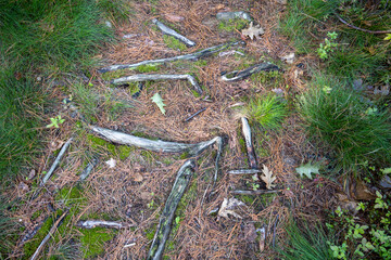 Pieces of driftwood on pine needles on the ground