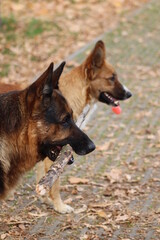 shepherd dogs playing with sticks in the park