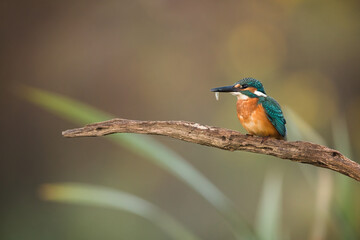 Common kingfisher, alcedo atthis, holding a tiny fish in a beak on a twig in autumn nature. Colorful orange and blue bird with a catch on a riverside. Animal wildlife with copy space.