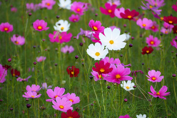 緑に映えるコスモス