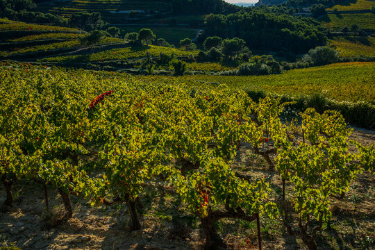 landscape of vineyards near the mont venteux and the dentelle de montmirail in early autumn, France ,Vaucluse ,provence .