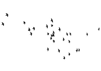 A flock of flying birds isolated on a white background. Overlay effect.