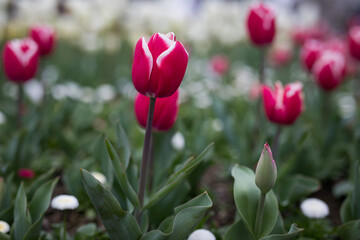 Tulips