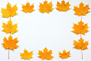 Naklejka na ściany i meble Gold Autumn concept. Fall and autumn flat lay with golden maple leaves isolated on white background, copy space. Season, minimal, autumn card, thanksgiving texture, fall background concept. Top view