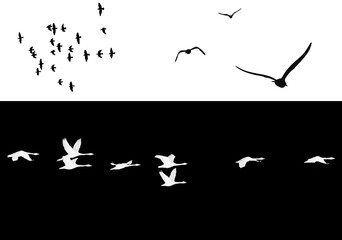 A flock of flying birds isolated from the background. A set of flocks of birds on white and black backgrounds. Overlay effect by inversion.