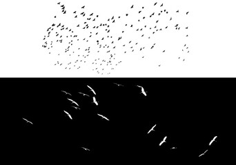 A flock of flying birds isolated from the background. A set of flocks of birds on white and black backgrounds. Overlay effect by inversion.