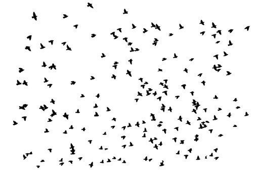 A large flock of flying birds isolated on a white background. Overlay effect. Silhouettes of birds