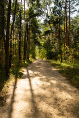 Autumn forest. Old trees along the path.