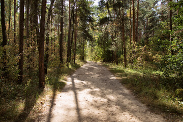 Autumn forest. Old trees along the path.