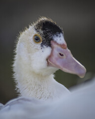 Young Cairina Moschata Play In Nature