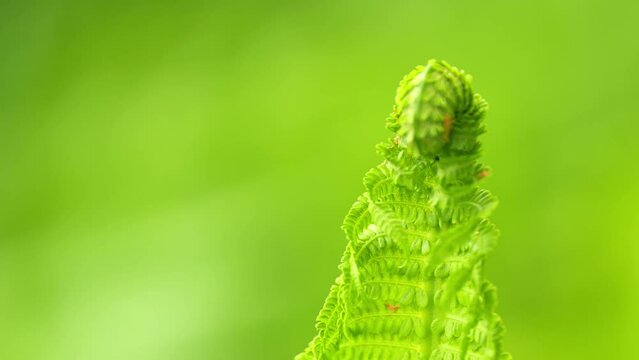 Bright green young ferns with seahorse shaped head. Sunlight falls on the leaves of a plant on a sunny day. Rack focus.