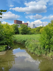 Obraz premium An overgrown pond in the north of Moscow