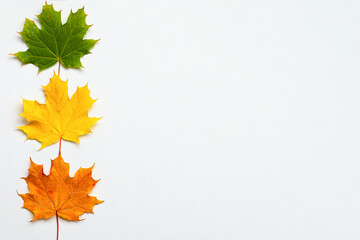 Naklejka na ściany i meble Autumn flat lay. Various multicolored autumn maple leaves isolated on white background. Top view, copy space. Season, minimal, autumn card, thanksgiving texture, fall background concept.