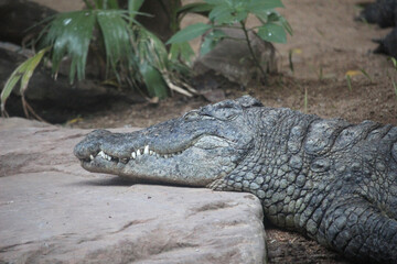 Obraz premium Crocodile sleeping peacefully close up