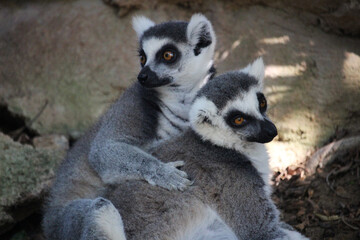Couple of lemurs of the species the ring-tailed lemur (Lemur catta)