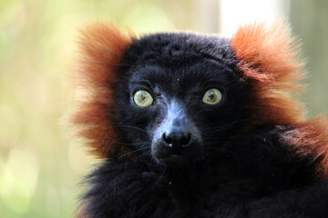 Portrait of the red ruffed lemur (Varecia rubra) © jimenezar
