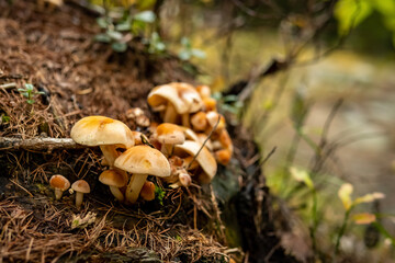 mushrooms in the forest