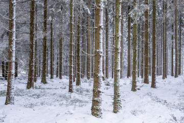 Snowy tree trunks in a coniferous forest