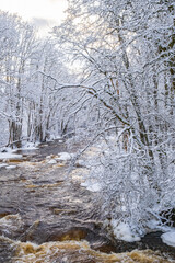 Stream in a frosty winter forest