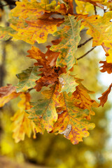 Oak tree leaves on a branch in the autumn forest closeup	
