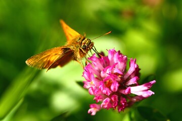 Large Skipper on clove flower, Isle of Wight, UK.