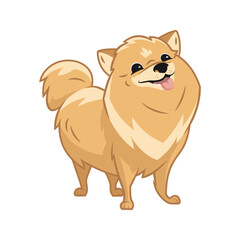 Obraz na płótnie Canvas Cute pomeranian standing and smiling with tongue stick out, fluffy pom puppy, funny sweet adorable pet, lap dog with happy dog smile, cartoon style, pedigree dog, lovely doggy, front view