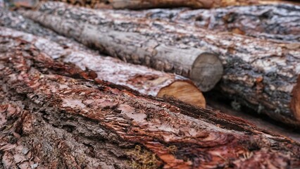 Natural Wooden Color Wood Log