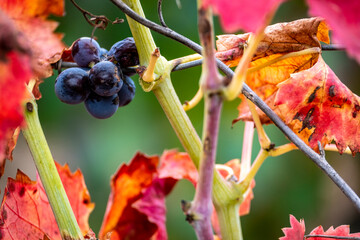 Vineyards producing grapes for wine and cava in the fall in Lleida in Catalonia Spain
