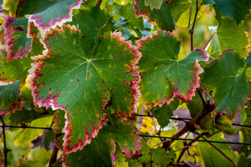 Vineyards producing grapes for wine and cava in the fall in Lleida in Catalonia Spain