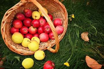 Apple harvest time. Ripe red apples in a basket on the green grass. Picking apples. Orchard....