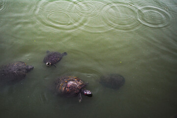 turtles swimming