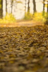 Autumn colored leaves on a colorful autumn theme background